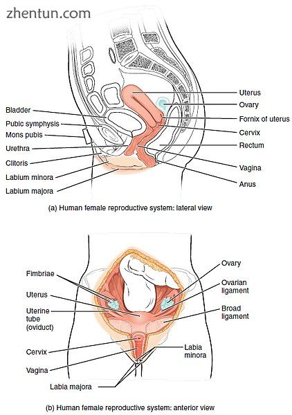 Image showing different structures around and relating to the human uterus..JPG
