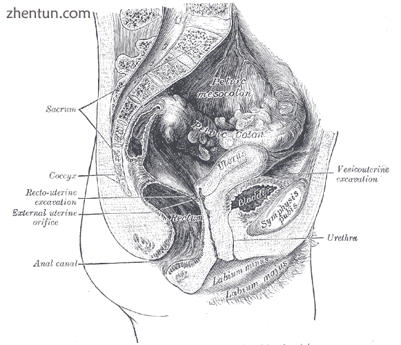 Median sagittal section of female pelvis..png