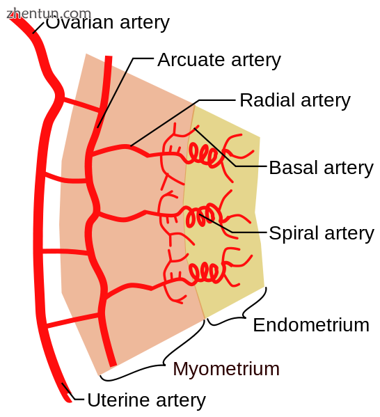 Schematic diagram of uterine arterial vasculature seen as a cross-section throug.png