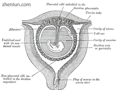 Sectional plan of the gravid uterus in the third and fourth month..png