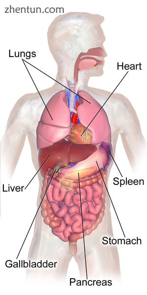 Abdominal organs anatomy..png