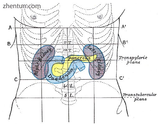 Front of abdomen, showing markings for duodenum, pancreas, and kidneys..png