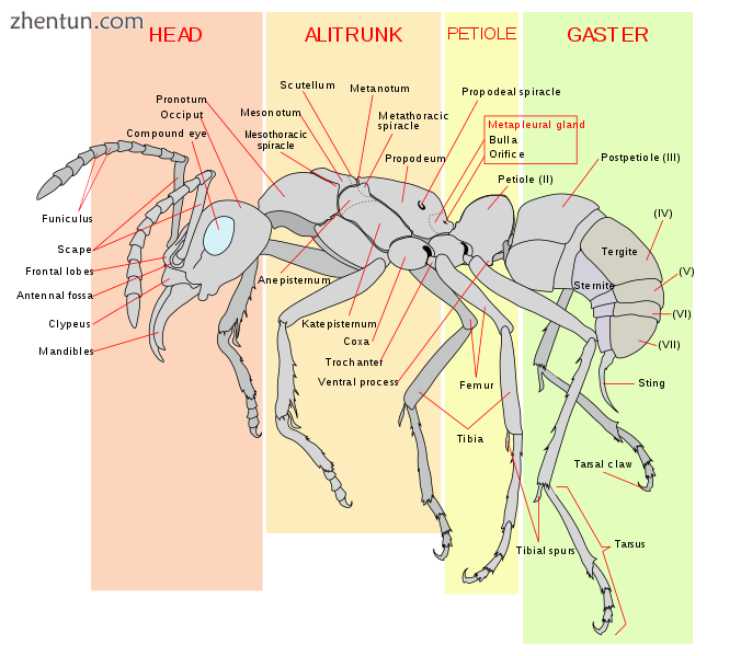 In the worker ant, the abdomen consists of the propodeum fused to the thorax and.png