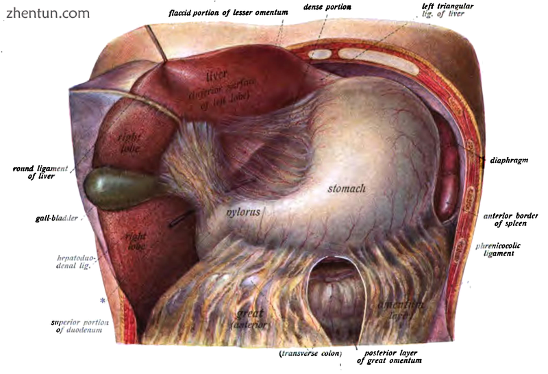 Liver lifted to show gall bladder and stomach in situ..png