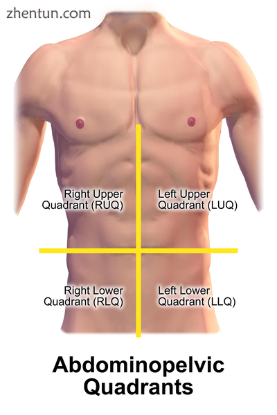 Quadrants of the abdomen..png