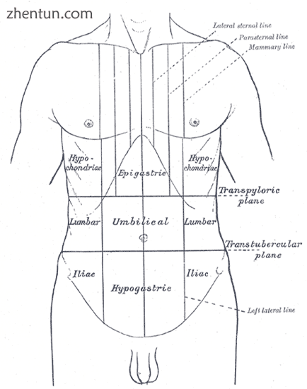 Surface lines of the front of the thorax and abdomen..png