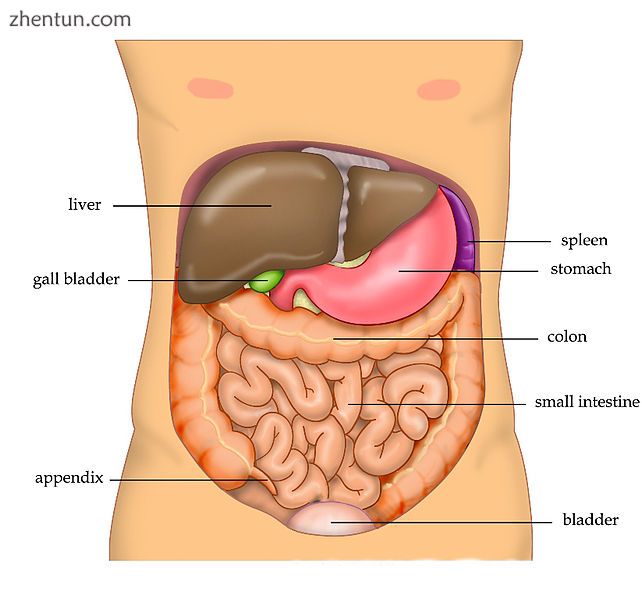 The human abdomen and organs which can be found beneath the surface.jpg