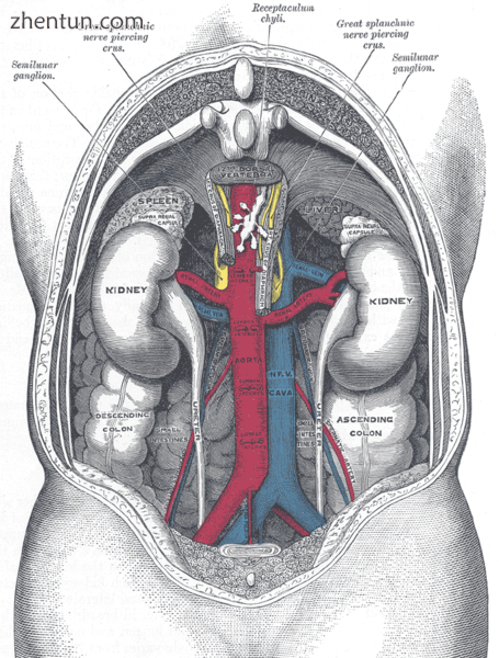 The relations of the viscera and large vessels of the abdomen, seen from behind..png