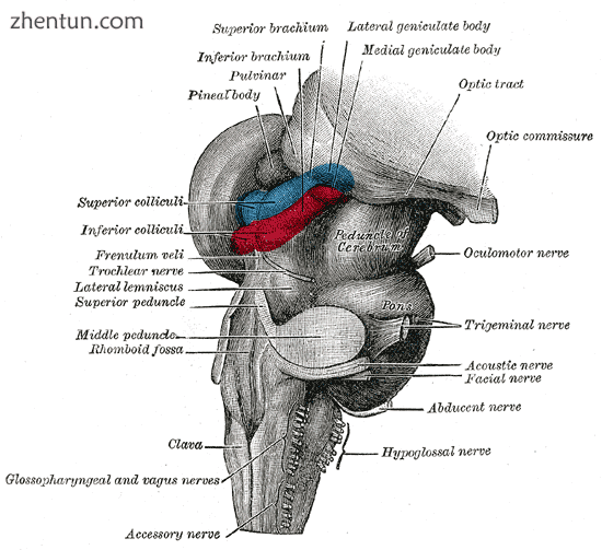 Hind- and mid-brains; antero-lateral view..png