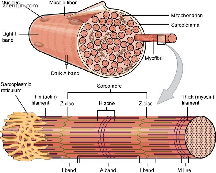 A skeletal muscle fiber is surrounded by a plasma membrane called the sarcolemma.jpg