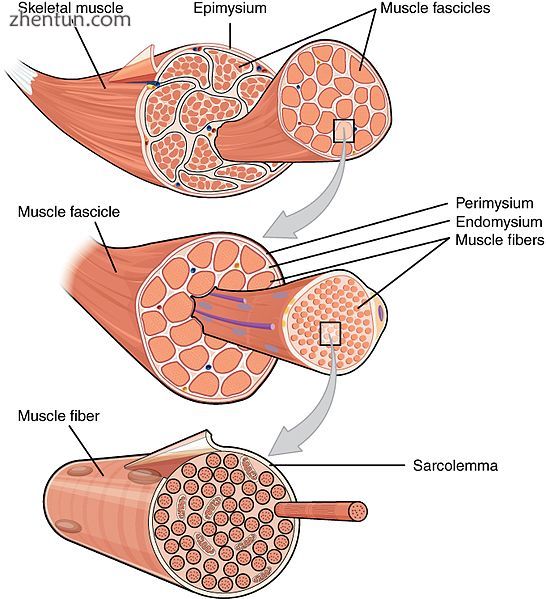 Bundles of muscle fibers, called fascicles, are covered by the perimysium. Muscl.jpg