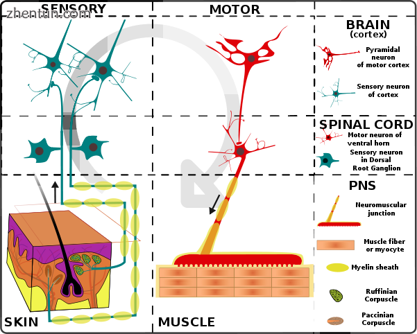 Simplified schema of basic nervous system function. Signal.png
