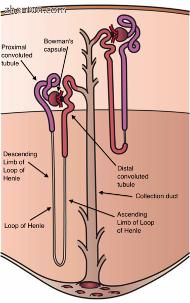 Diagram of a long juxtamedullary nephron (left) and a short cortical nephron (ri.png