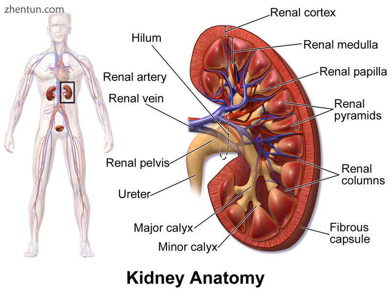 Left location of kidneys within the body. Right gross anatomical structures with.png