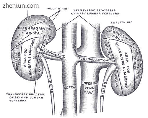 Posterior view of kidneys and their external vasculature, with adjacent posterio.png