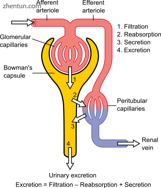 Schematic diagram of the nephron (yellow), relevant circulation (redblue), and t.png