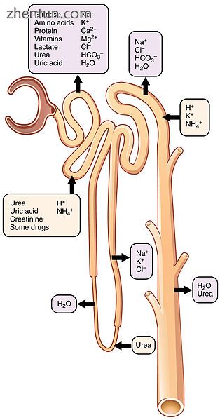 Secretion and reabsorption of various substances throughout the nephron.jpg