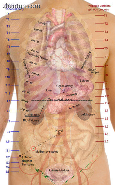 Surface projections of the organs of the trunk, showing kidneys at the level of .png