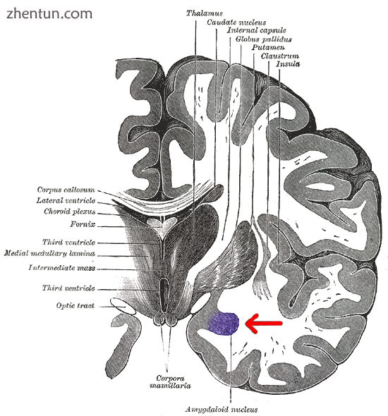 Coronal section of brain through intermediate mass of third ventricle. Amygdala .png