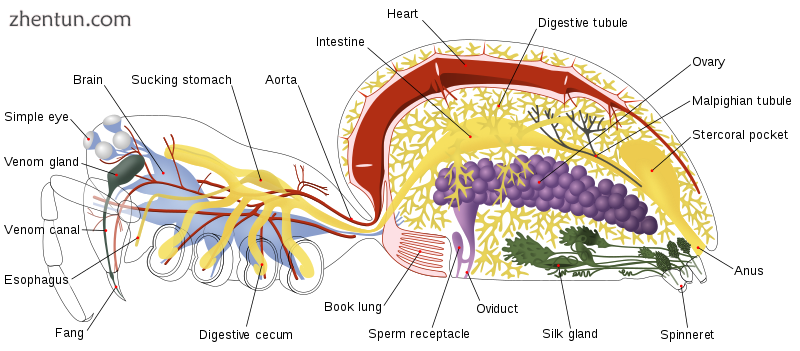 Book lungs of spider (shown in pink).png