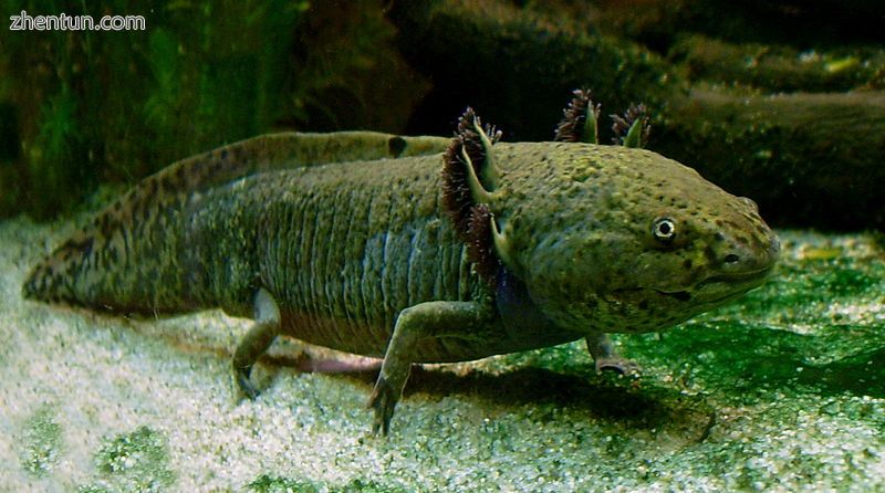 The axolotl (Ambystoma mexicanum) retains its larval form with gills into adulthood.jpg