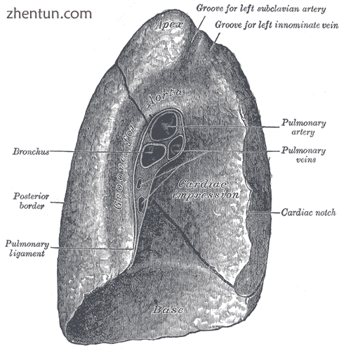 The left lung (left) and right lung (right). The lobes of the lungs can be seen,.png