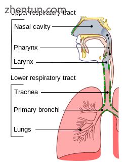 The lungs as main part of respiratory tract.png