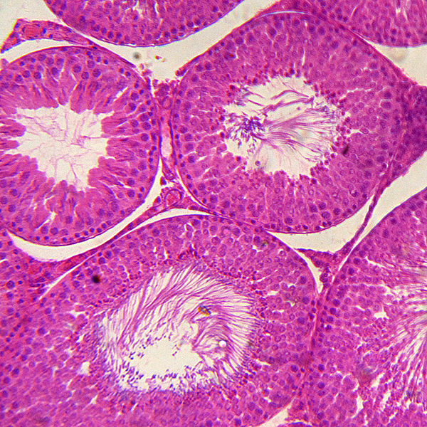 Cross section of rabbit testis, photographed in bright field microscopy at 40× .jpg