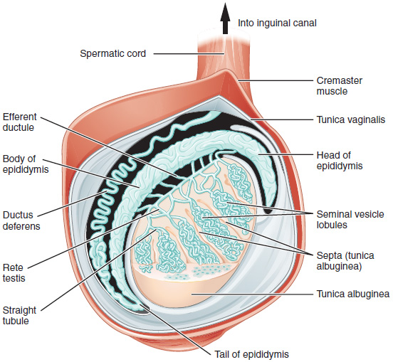 Diagram of inner structures of testicles.JPG