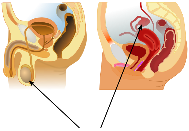 Male gonad (testes, left) and female gonad (ovaries, right).png