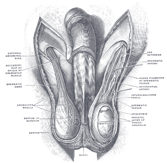 Diagram of the external features and surrounding structures of the testicles of .png