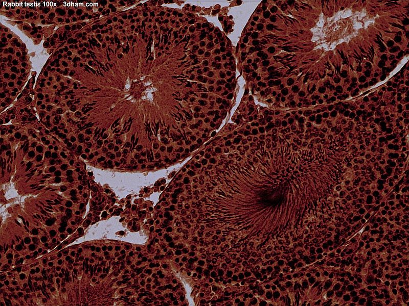Microscopic view of Rabbit testis 100×.jpg