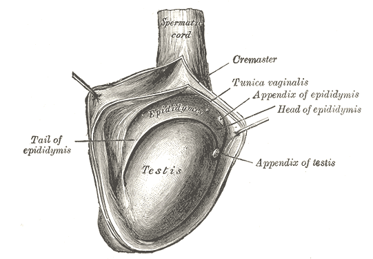 The right testis, exposed by laying open the tunica vaginalis..png