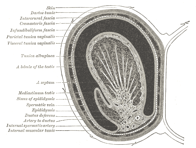 Transverse section through the left side of the scrotum and the left testis..png