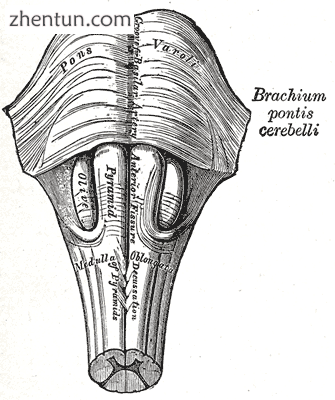 Anteroinferior view of the medulla oblongata and pons..png