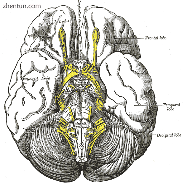 Base of brain..png