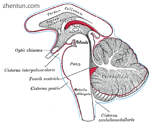 Diagram showing the positions of the three principal subarachnoid cistern..png