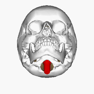 Medulla-animated as it protrudes from the foramen magnum of the skull-base, afte.gif
