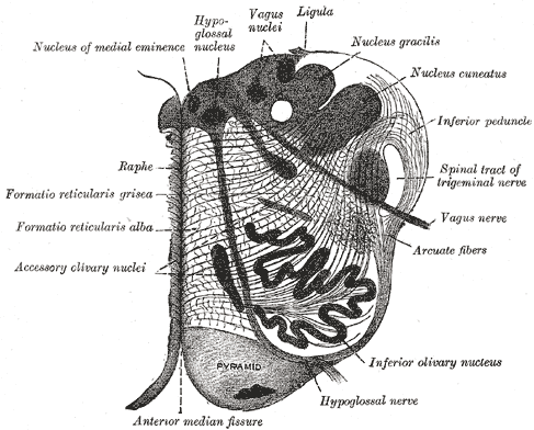 Section of the medulla oblongata at about the middle of the olivary body.png