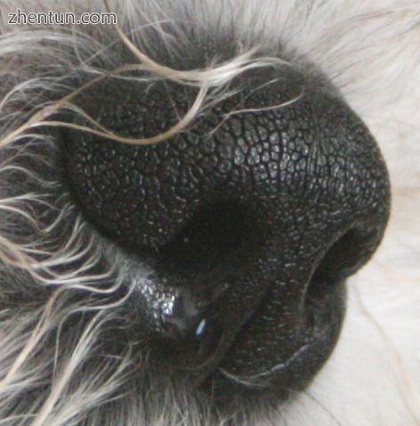 Dogs have very sensitive noses.jpg
