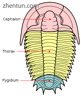 The trilobite body is divided into three major section.png
