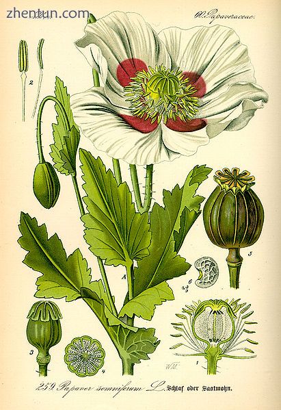 Opium poppy, Papaver somniferum.jpg