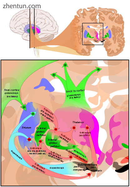 Overview of the main circuits of the basal gangli.png