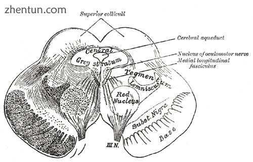 Transverse section of mid-brain at level of superior colliculi. (Tegmentum label.png