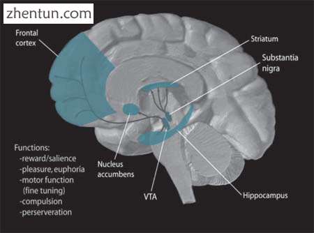 Anatomical location of VTA in humans.png