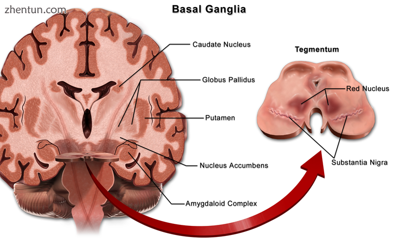 Location of the substantia nigra within the basal ganglia.png