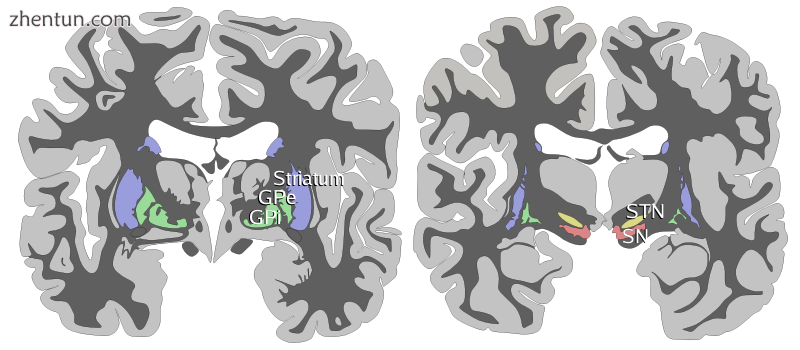 Coronal slices of human brain showing the basal ganglia. White matter is shown i.png