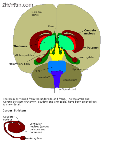 Basal ganglia on underneath view of brain.png