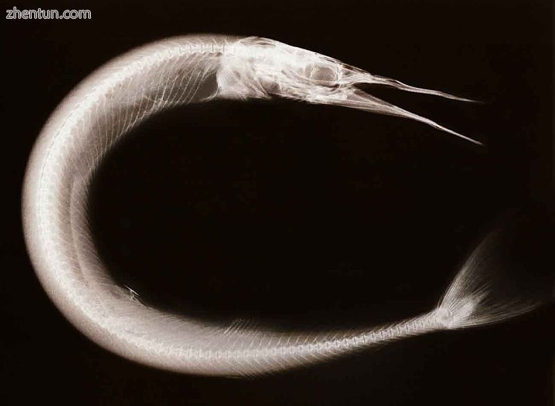 X-ray fine art photography of needlefish by Peter Dazeley.jpg