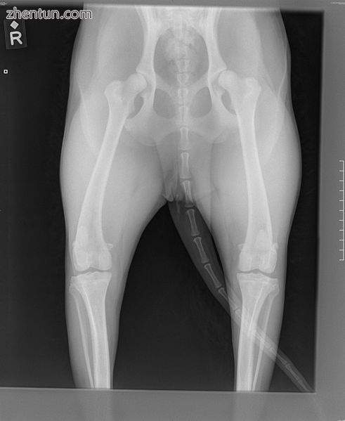 Dog hip xray posterior view.jpg